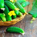 Discover the Joy of Planting Lemon Cucumber Seeds