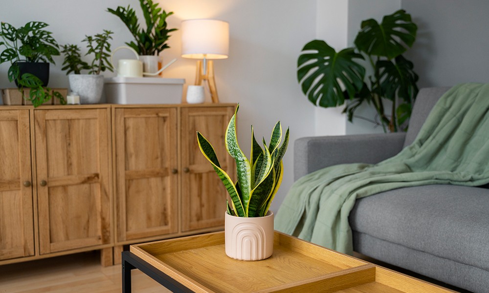 The Science Behind Formaldehyde Removal