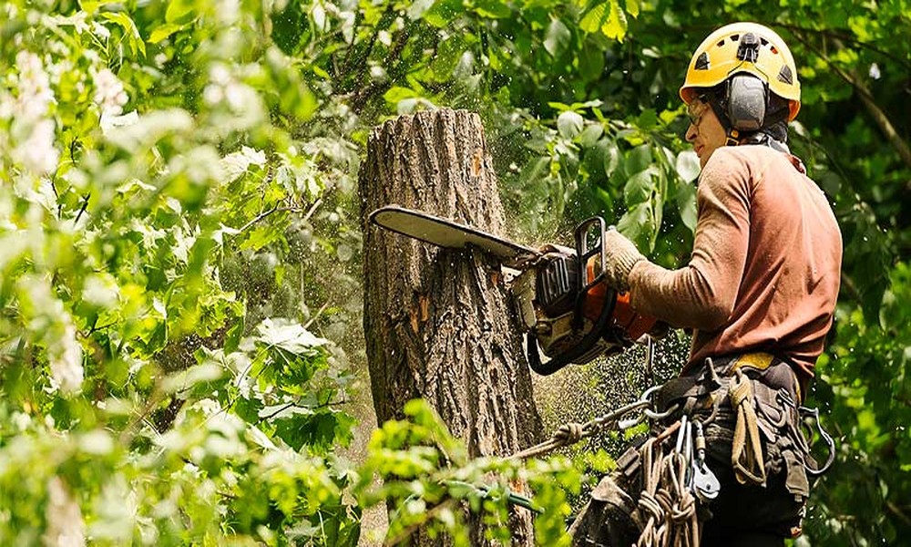 How to Choose the Right Tree Care Professionals