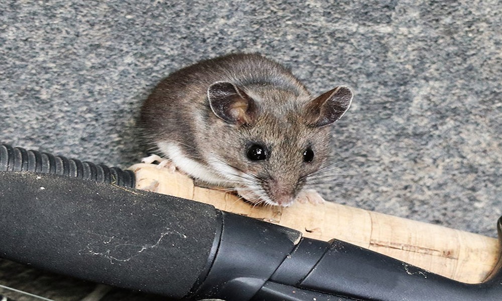 Kansas City Pest Control and the October Mouse Problem: Why It Comes Back Every Year and What Actually Stops It