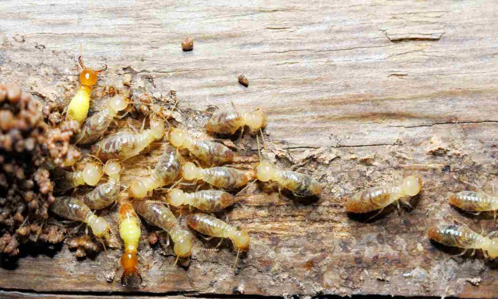 Usual Regional Pests That Infest Corinth Homes