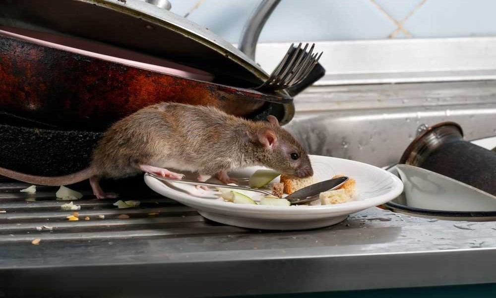 Rodent Control at Home: How to Keep Mice and Rats Out for Good
