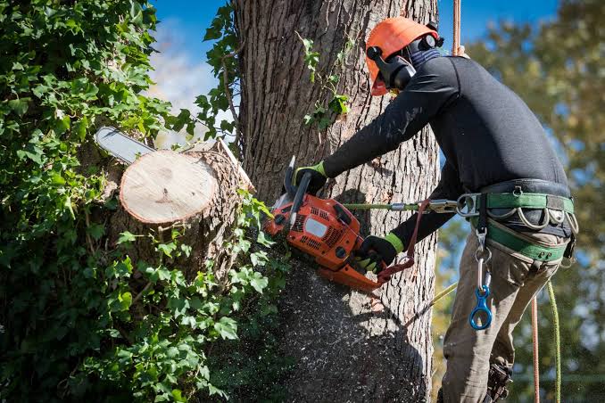 How Professional Tree Maintenance Supports Safer Commercial Properties