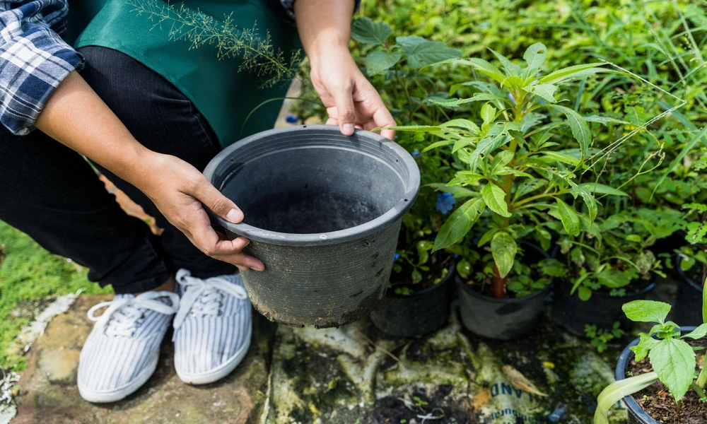 Preventing Mosquito Breeding Before It Becomes a Bigger Problem