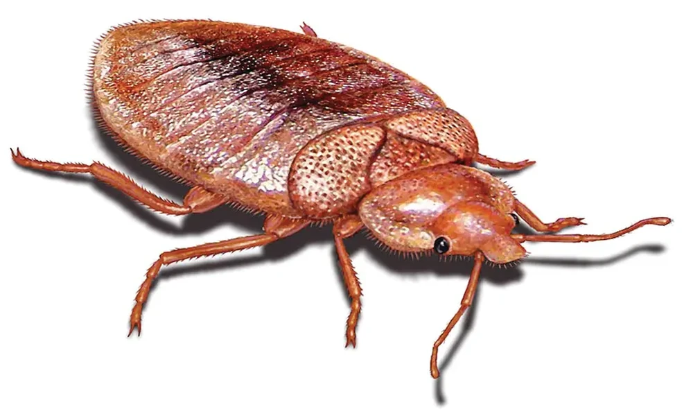 What Bed Bugs Look Like at Every Life Stage: A Hot Bugz Identification Guide