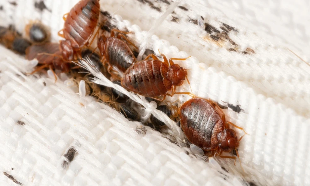 Bed Bugs in Short-Term Rentals and Lakefront Vacation Homes: What Lake Elsinore Hosts and Guests Need to Know