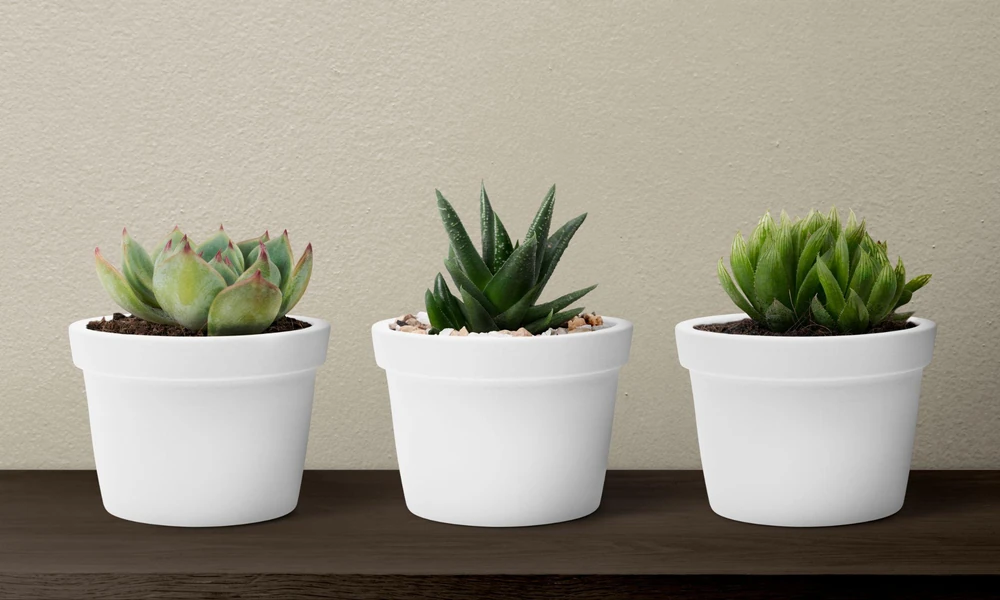 How to Tell When a Succulent Needs More or Less Water